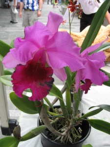 Cotters Market _Orchid_Flinders St Townsville 25 March 2012