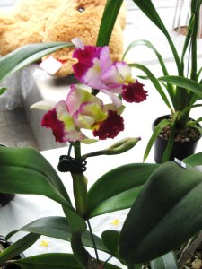 Cotters Mrkt Orchid Flinders St Townsville-25 March 2012