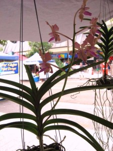 Cotters Mrkt Orchids Flnders St Townsville_25 March 2012